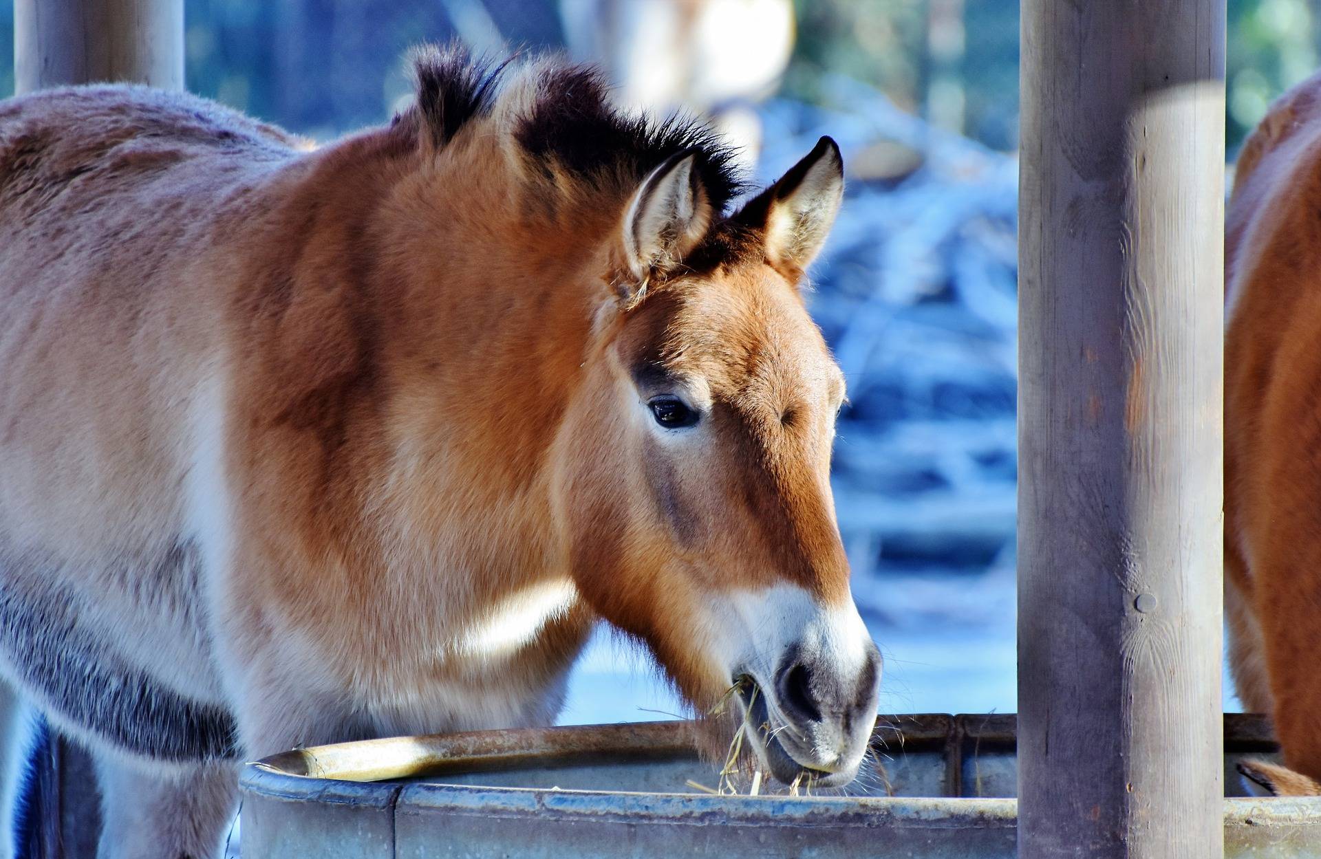 騾子是雜交動物嗎?和驢馬比,有何優勢?為何有人說懷孕騾子必死 - 頭條匯