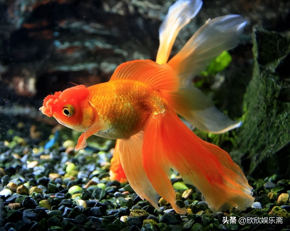 Different goldfish species cannot be mixed, and some goldfish have ...