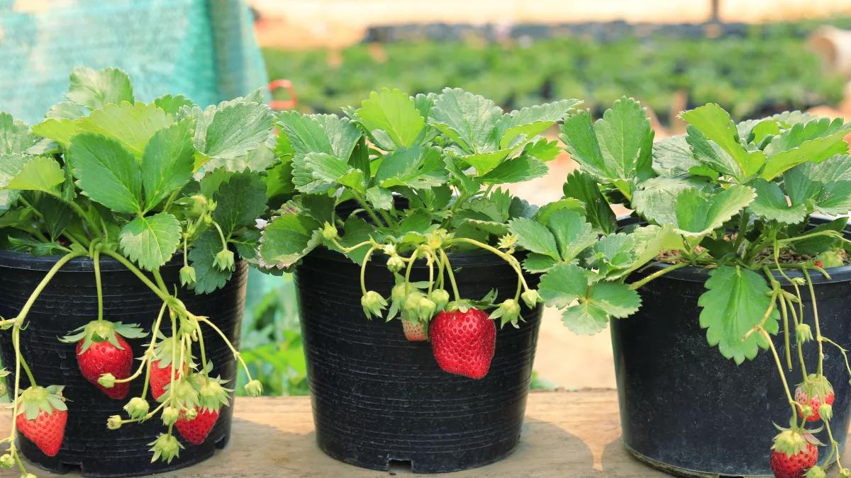 Can you grow strawberries at home?Teach you how to grow strawberries in