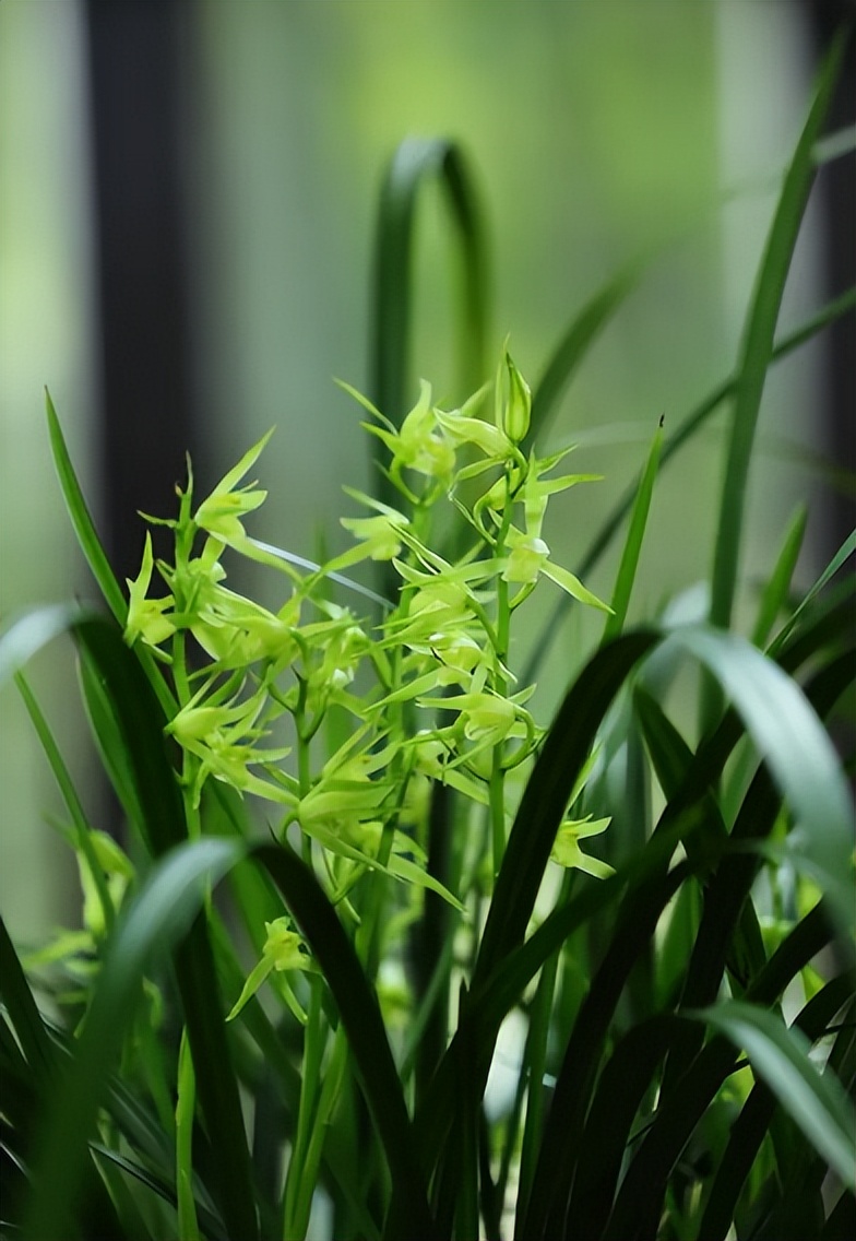 Ten poems about orchids, who wrote the most beautiful orchids?How many