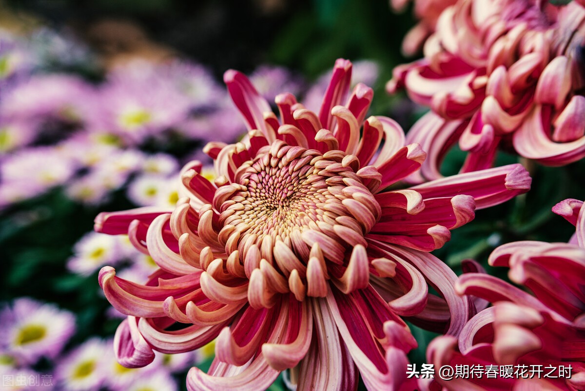 Chrysanthemum - gentleman in flowers - iNEWS