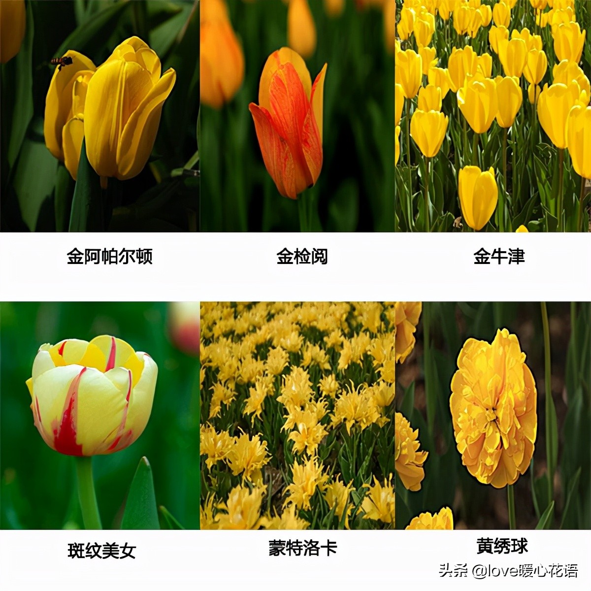 Introduction of tulip flower language and common varieties iNEWS
