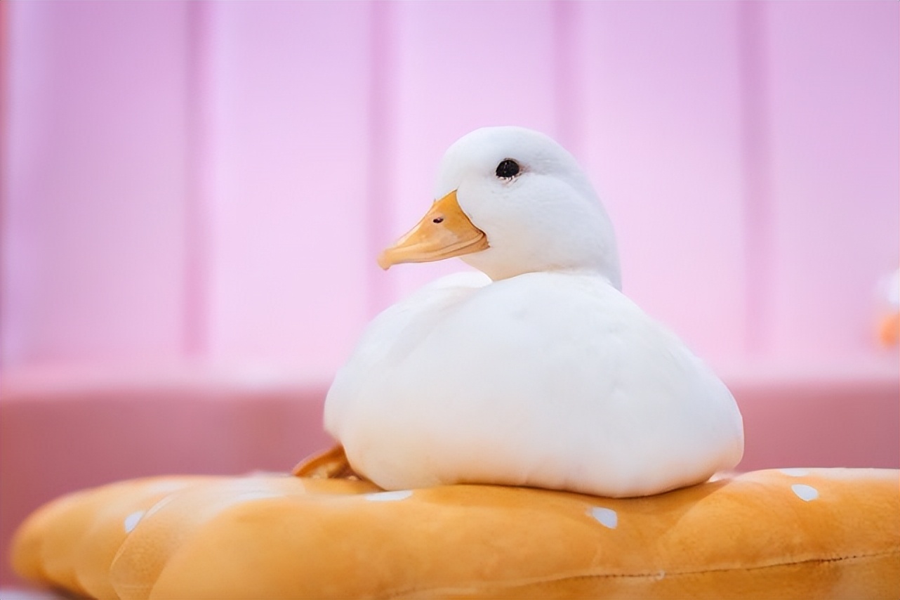 What is a Cole Duck?How much is a Cole Duck?Why is it so expensive?Are