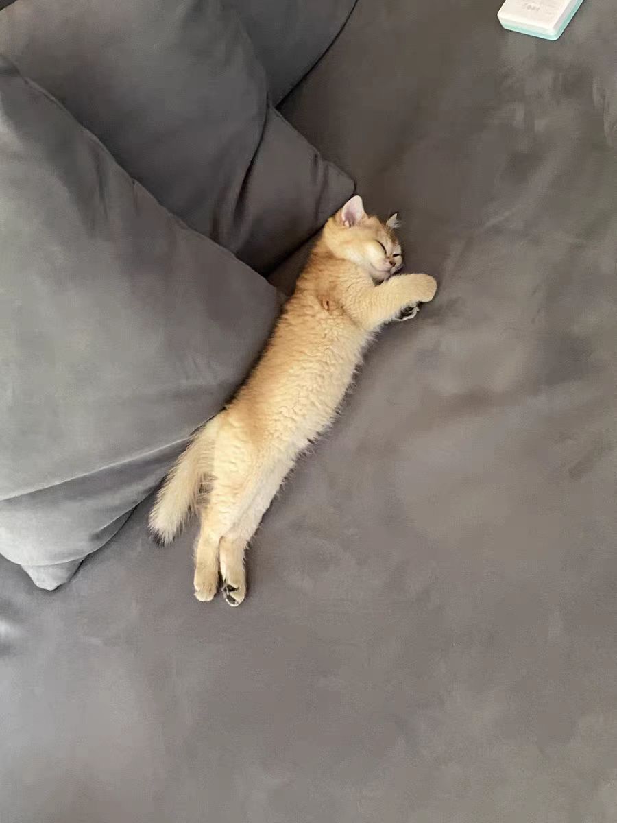 What's the solution to the smelly cat poop?Cats don't really smell like