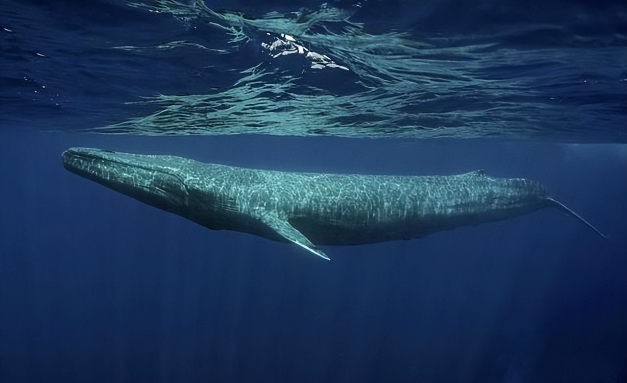 An ancient giant whale was discovered in Peru, with a body shape like a ...