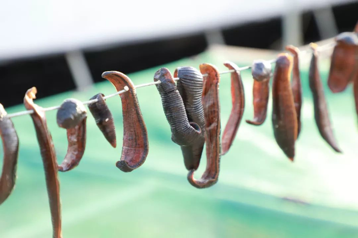 Are ugly leeches harmful to humans? After accidentally swallowing a