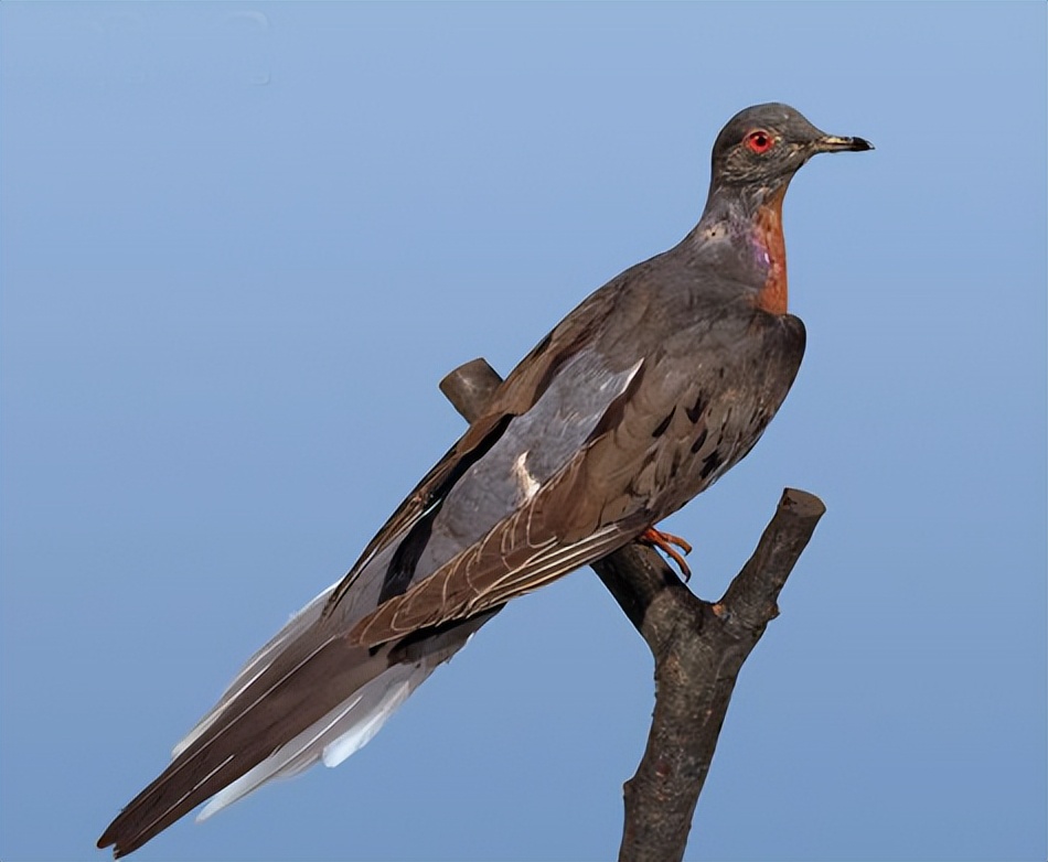 Passenger Pigeons in North America: Migration Mysteries and Ecological ...