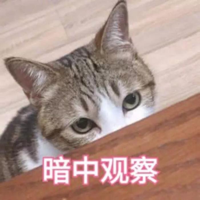 Why do cats like to stare at their owners when they go to the toilet