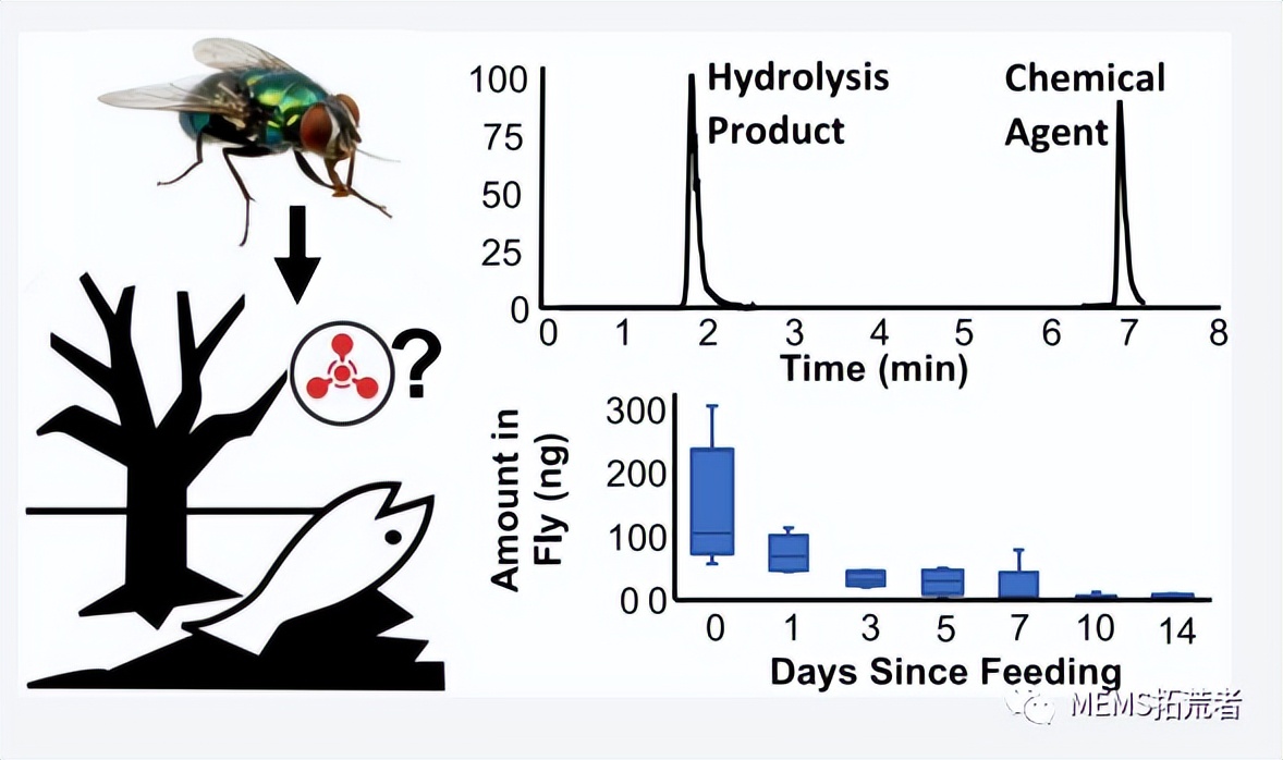 Fly Science #Everything is technology##Scientists use flies as sensors - iNEWS