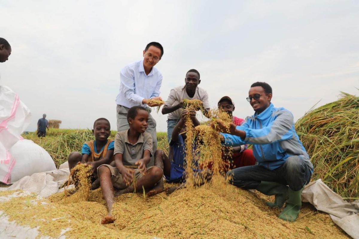 The Chinese taught Africans to grow rice, and the yield per mu changed ...