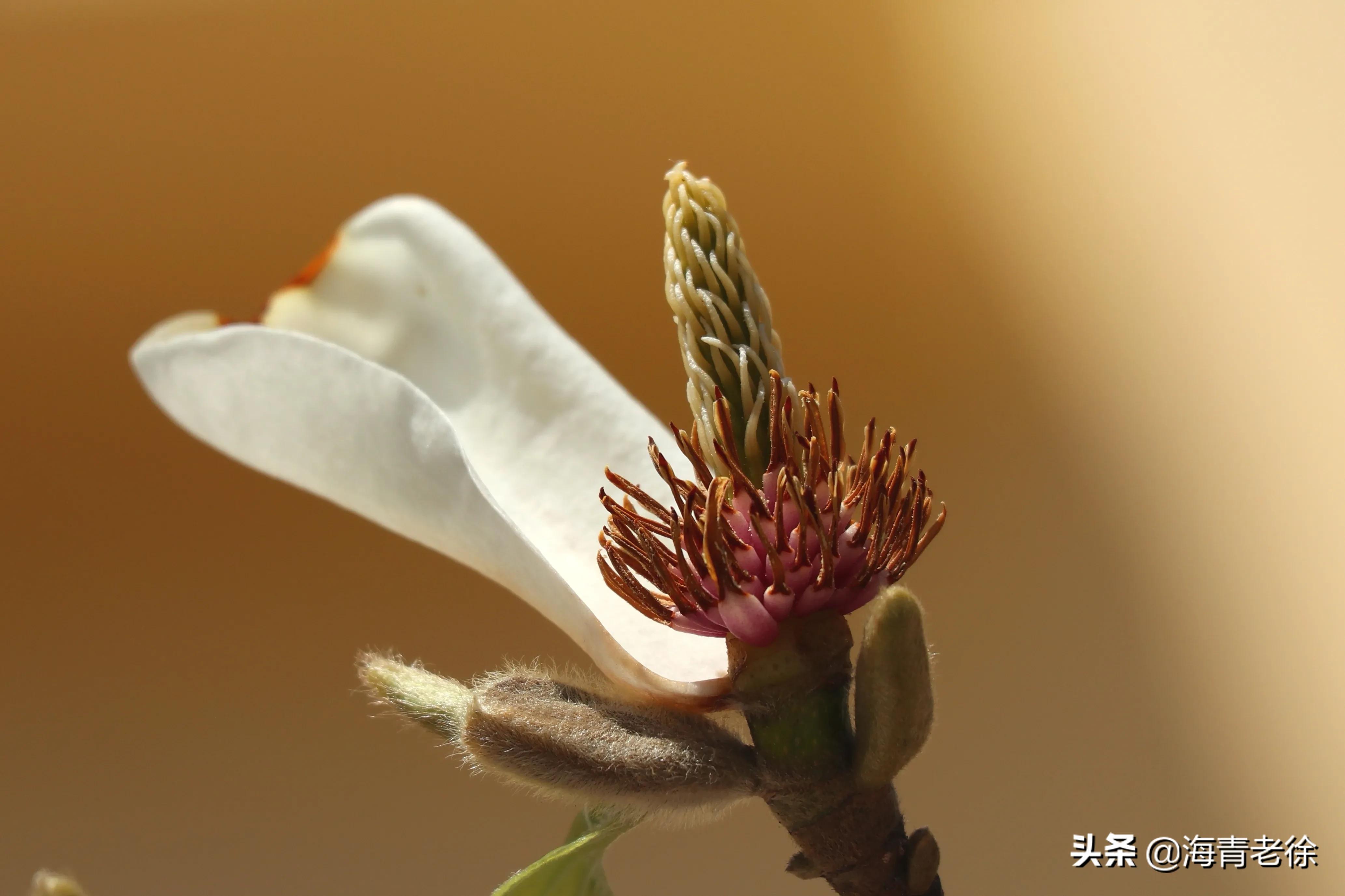 玉兰花美 花蕊也很特别 资讯咖