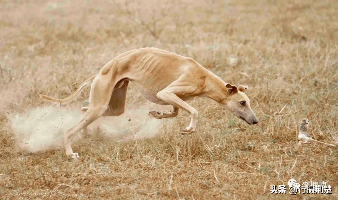 Is it okay, the terrier of the fine dog, comes from Ms. Cheng? - iNEWS