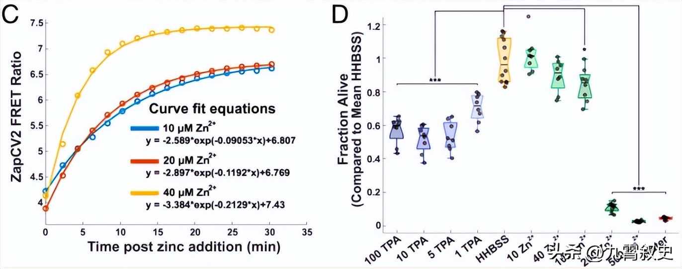 Superficial Analysis Of The Process Of Zinc 2+ Influx To Activate ERK ...