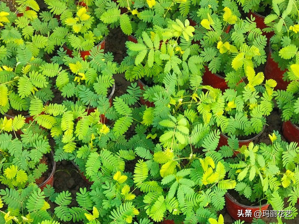 Why do mimosa wilt? iNEWS