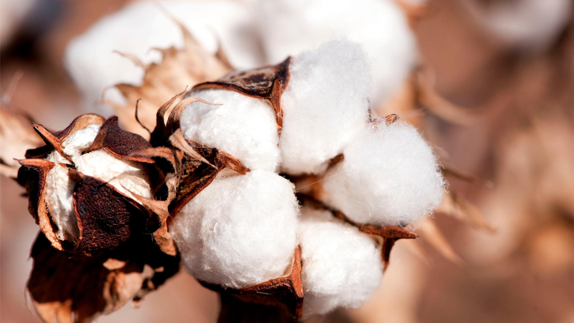 The bedding called "cotton" is not necessarily pure cotton. It was