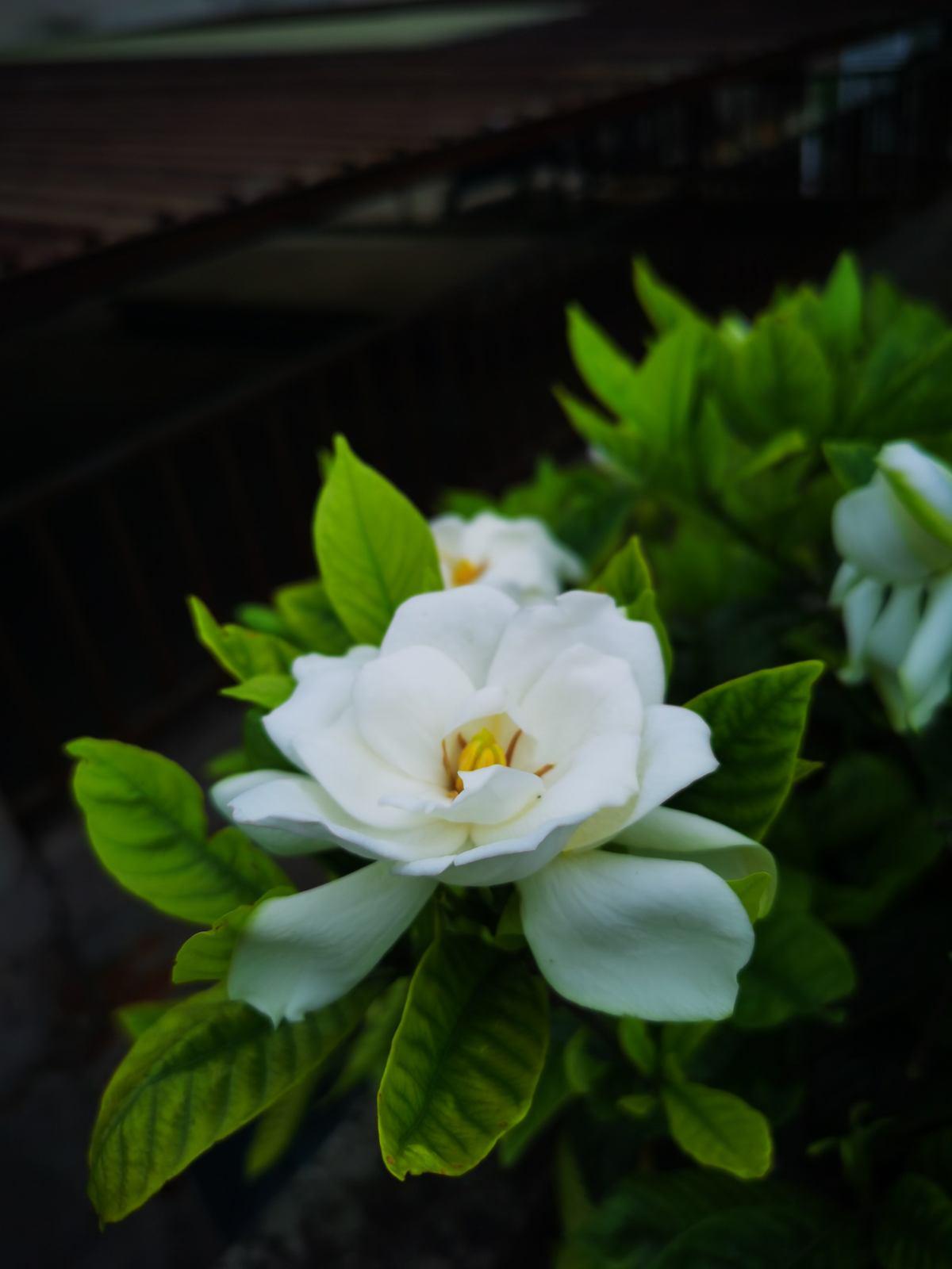 4 kinds of flowers can be called "watering can't die" iMedia