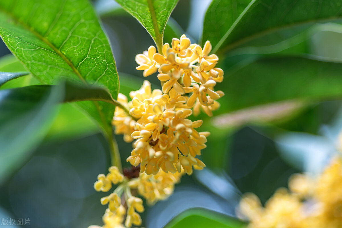 How To Make Sweet scented Osmanthus Fragrant INEWS how-to-make-sweet-scented-osmanthus-fragrant-inews