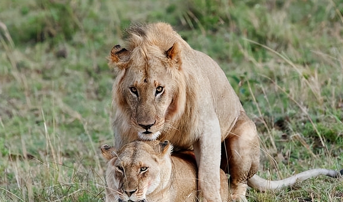 Animals have fixed mating periods, why don't humans? Is it evolution or