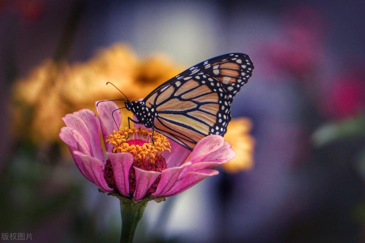 Why do butterflies make no sound when they fly? Explore the butterfly's