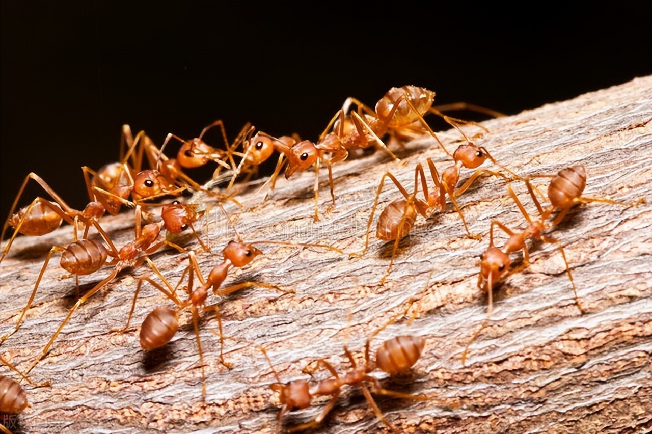 How do ants know the way? Exploring ants' pheromones and collective