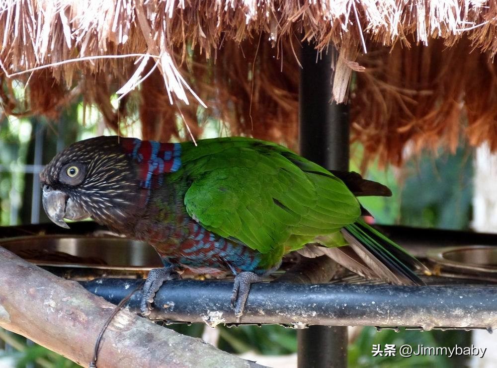 The legend of the world's national bird: Dominica (DOMINICA) monarch