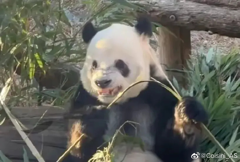 Have you ever seen a panda breaking bamboo with its face? Come and see ...