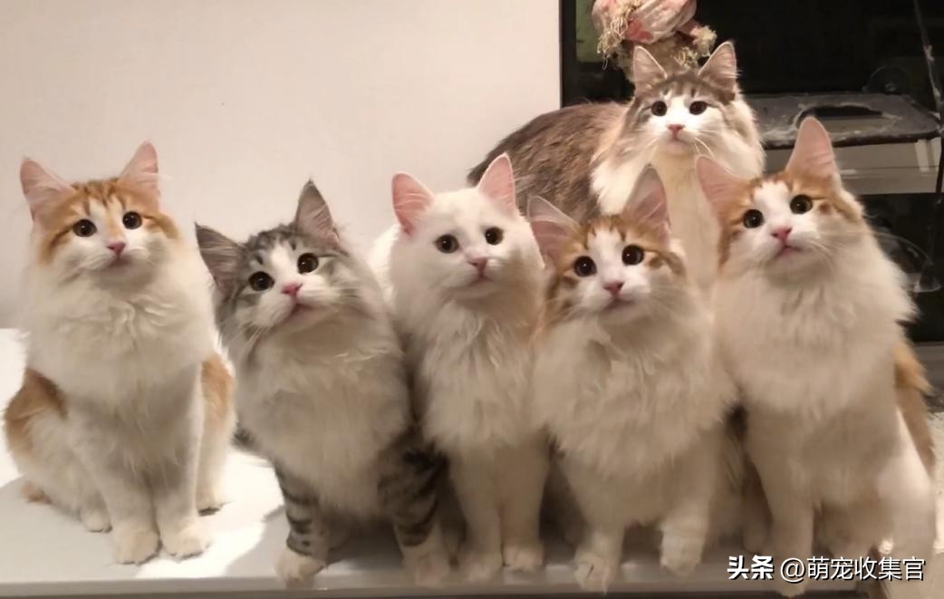 How to make cats like you more, shit shovelers can try iNEWS