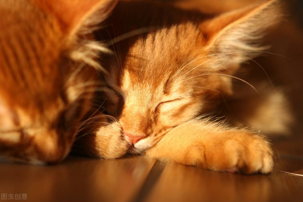 Why are humans so obsessed with cats? iMedia