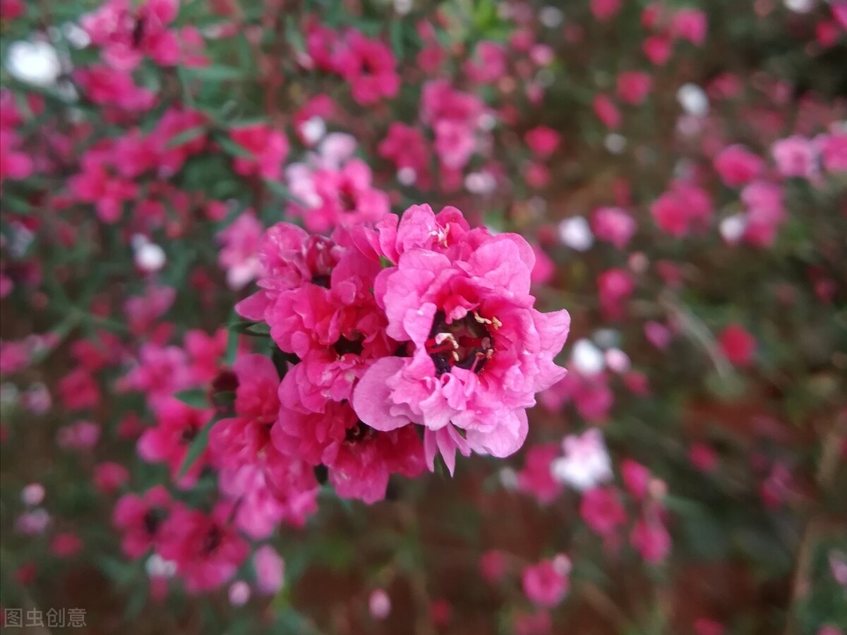 10 kinds of flowers that will “expire” if you don't plant them anymore