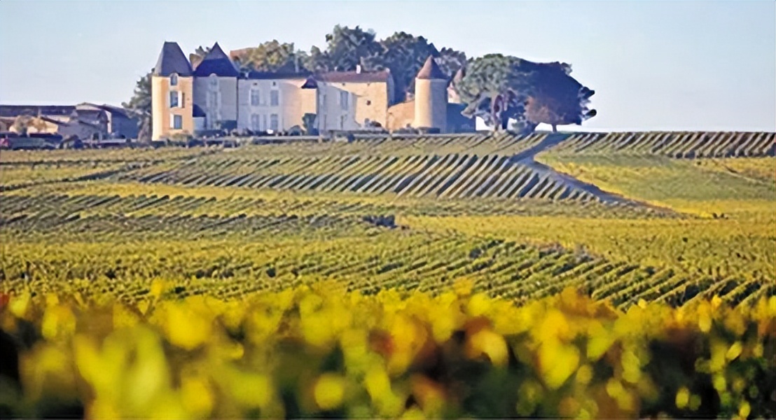 "Fazhuang"Encyclopedia of Burgundy Vine Planting Density and Hedge