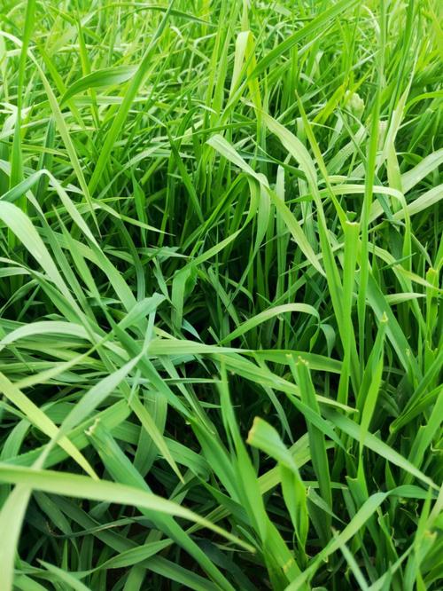 why the grass turns green iNEWS