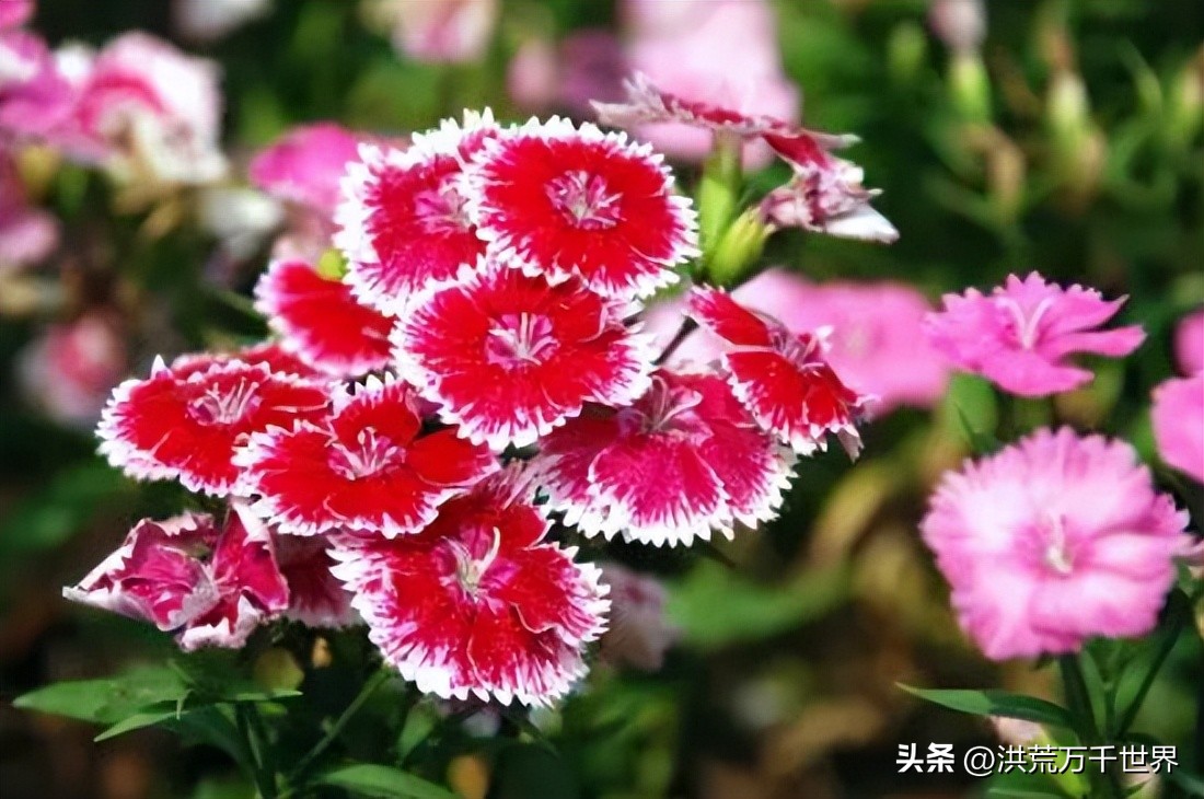 The 15 Hardest Winter Flowers iNEWS