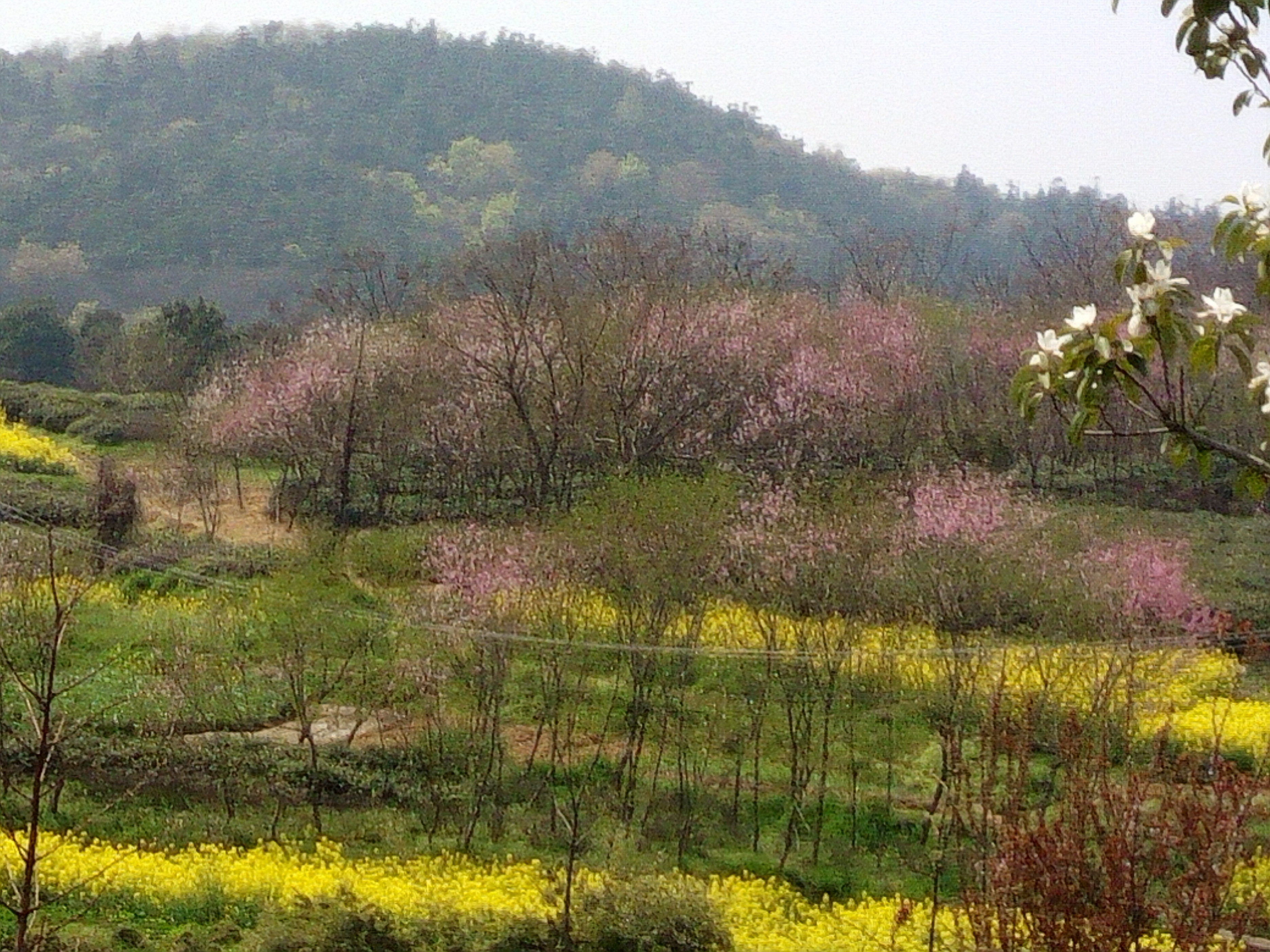 Jinling Tea Culture Tourism Village - Huanglongxianchun Tea is on the ...