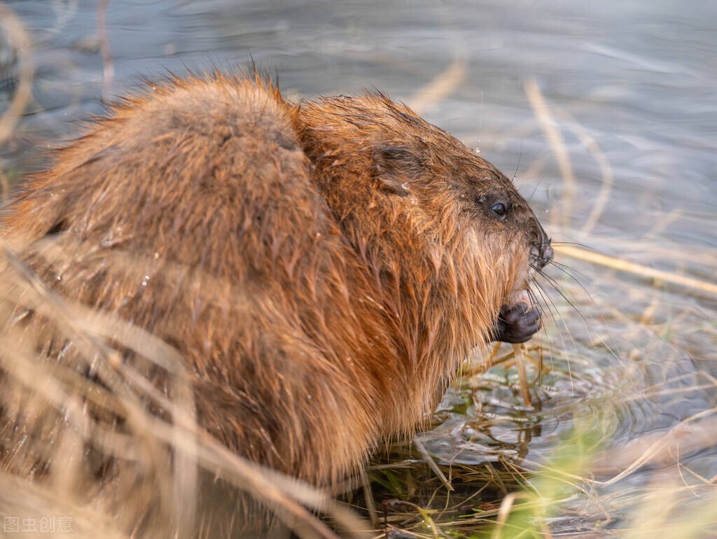 Fish and mouse battle!Catfish play dead on the shore, lure mice with