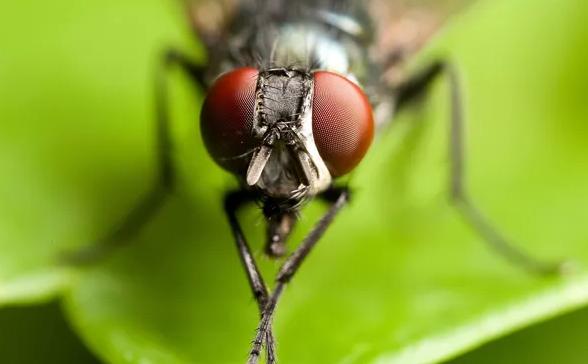 How weird is it?Flies can reproduce even without their heads - iNEWS