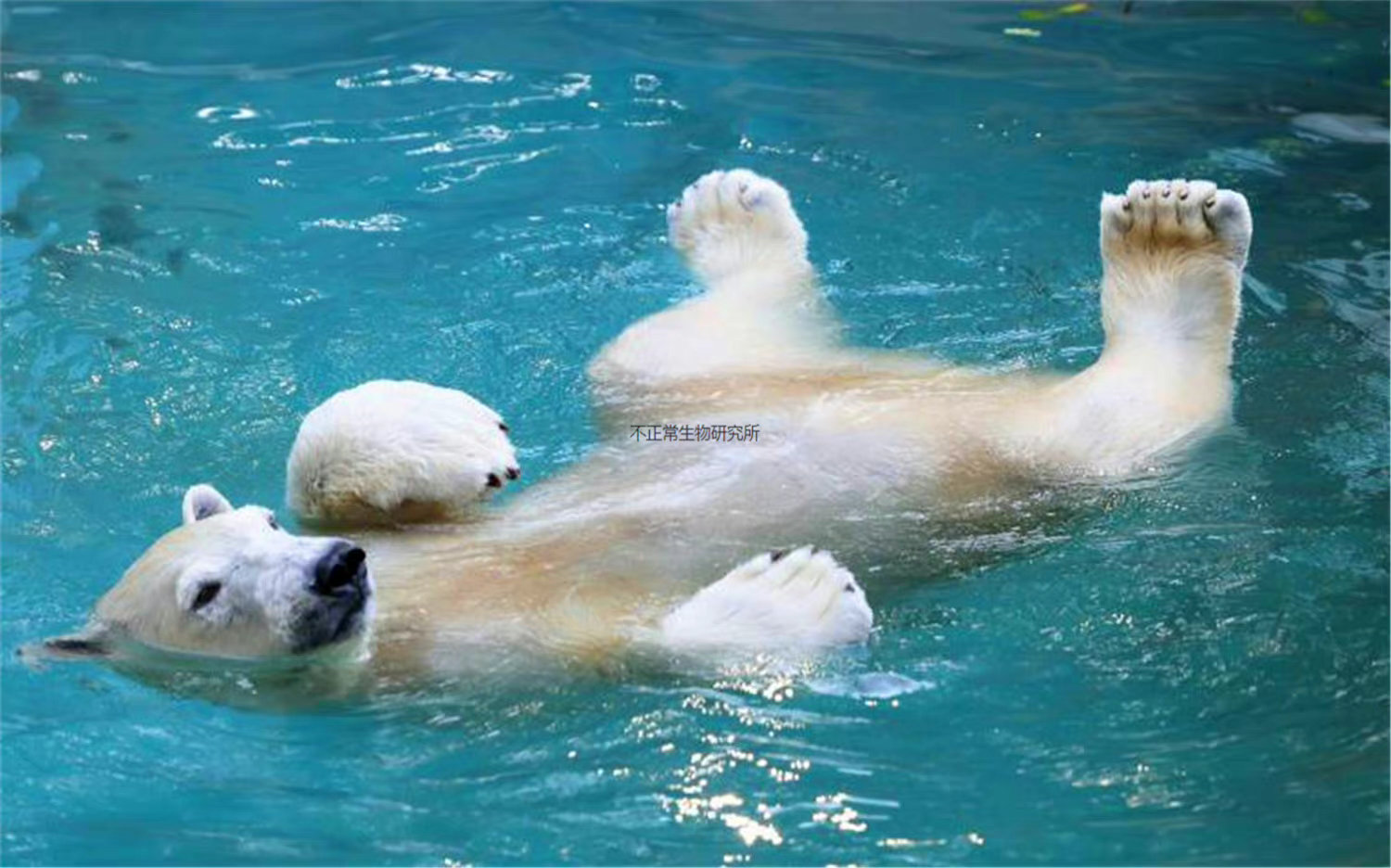 The polar bear in the Osaka Zoo in Japan is really cute, and its ...