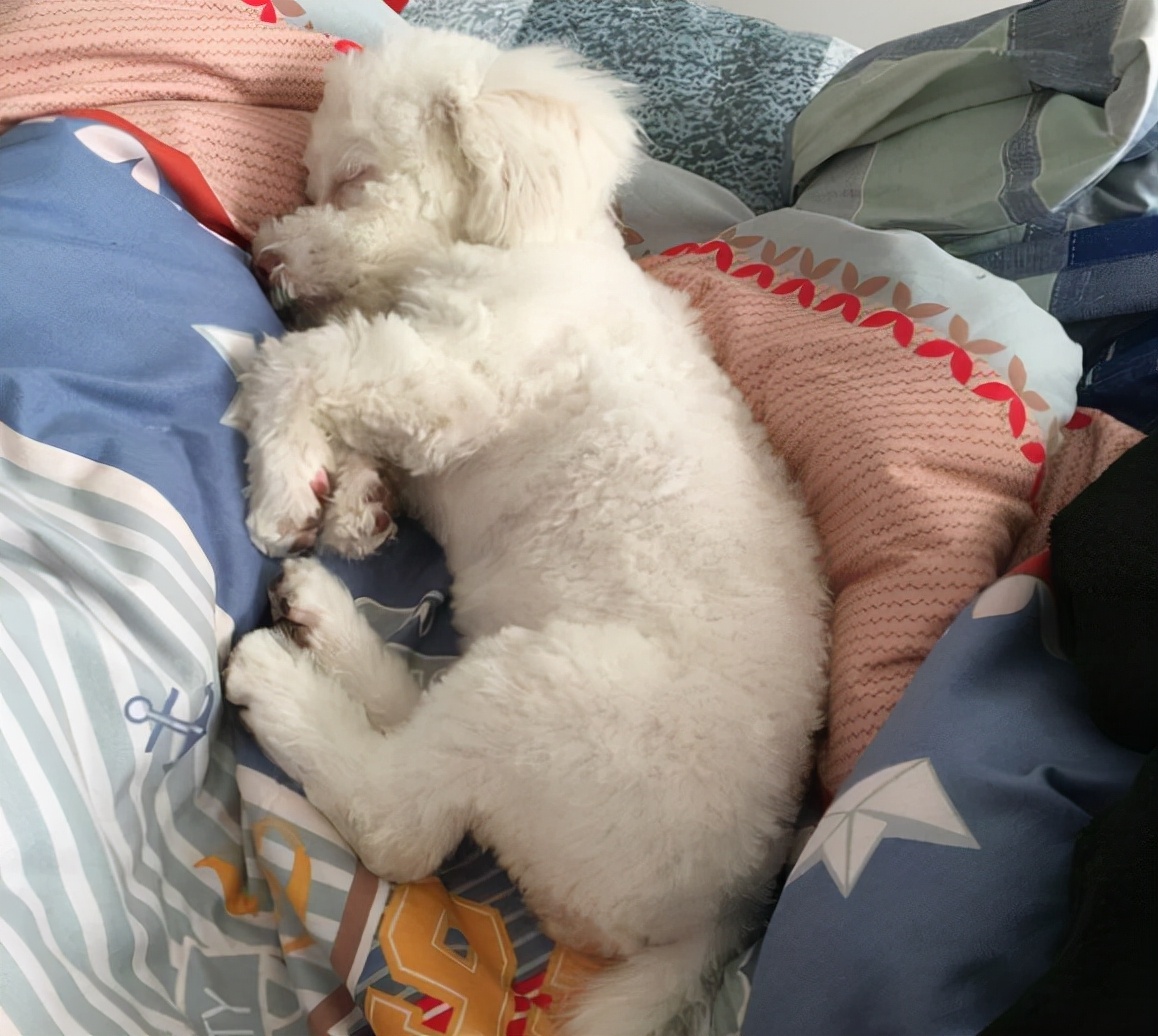 The reason why dogs love to sleep with their owners, after reading it