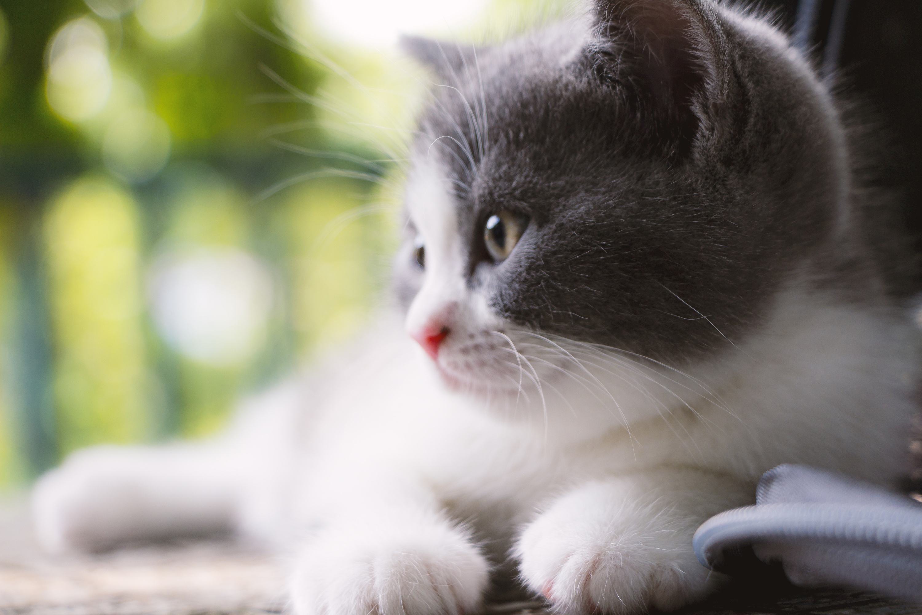 Why do female cats roll around on the ground after mating with male