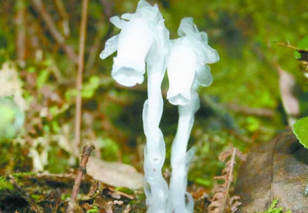 Hundreds of "flowers of the underworld" appeared in Hunan. What does it