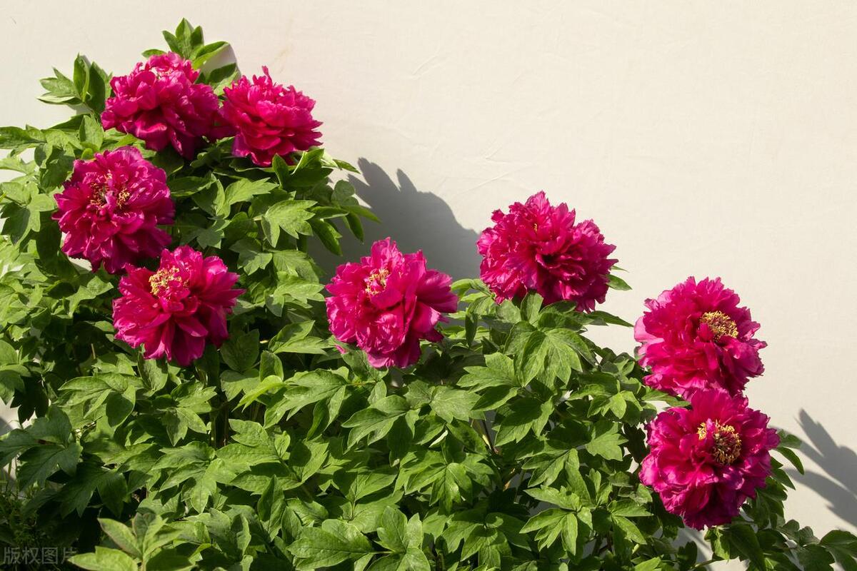 The "king of flowers" in spring must be planted in autumn, otherwise it