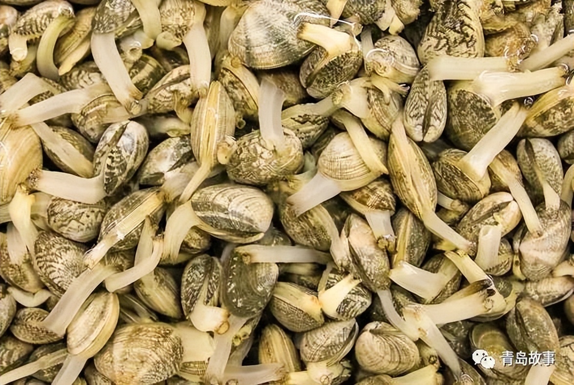 Red Island Fresh Clams iMedia