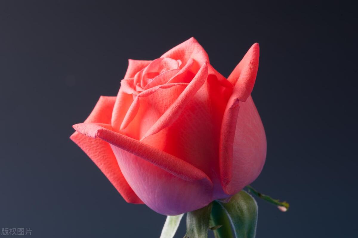 How to maintain roses iNEWS