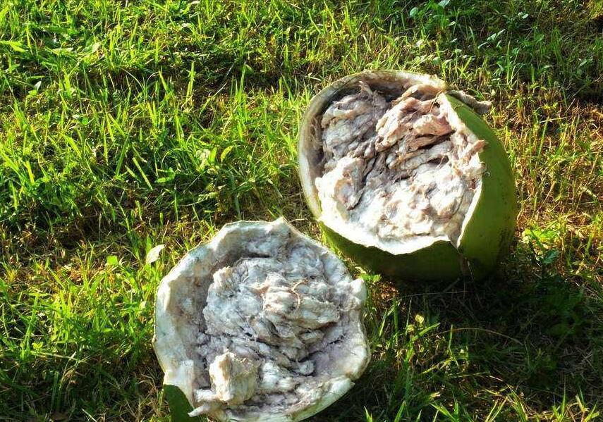 The most dangerous tree in the world, the fruit can explode, the power