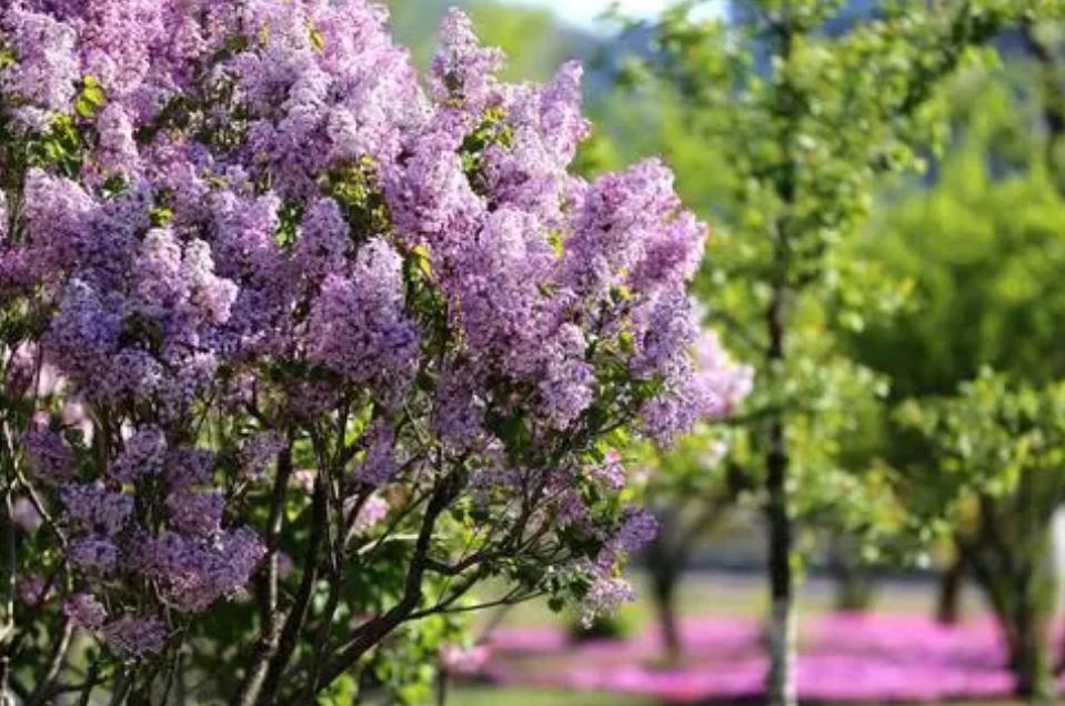 Introduction to the characteristics of lilac iNEWS