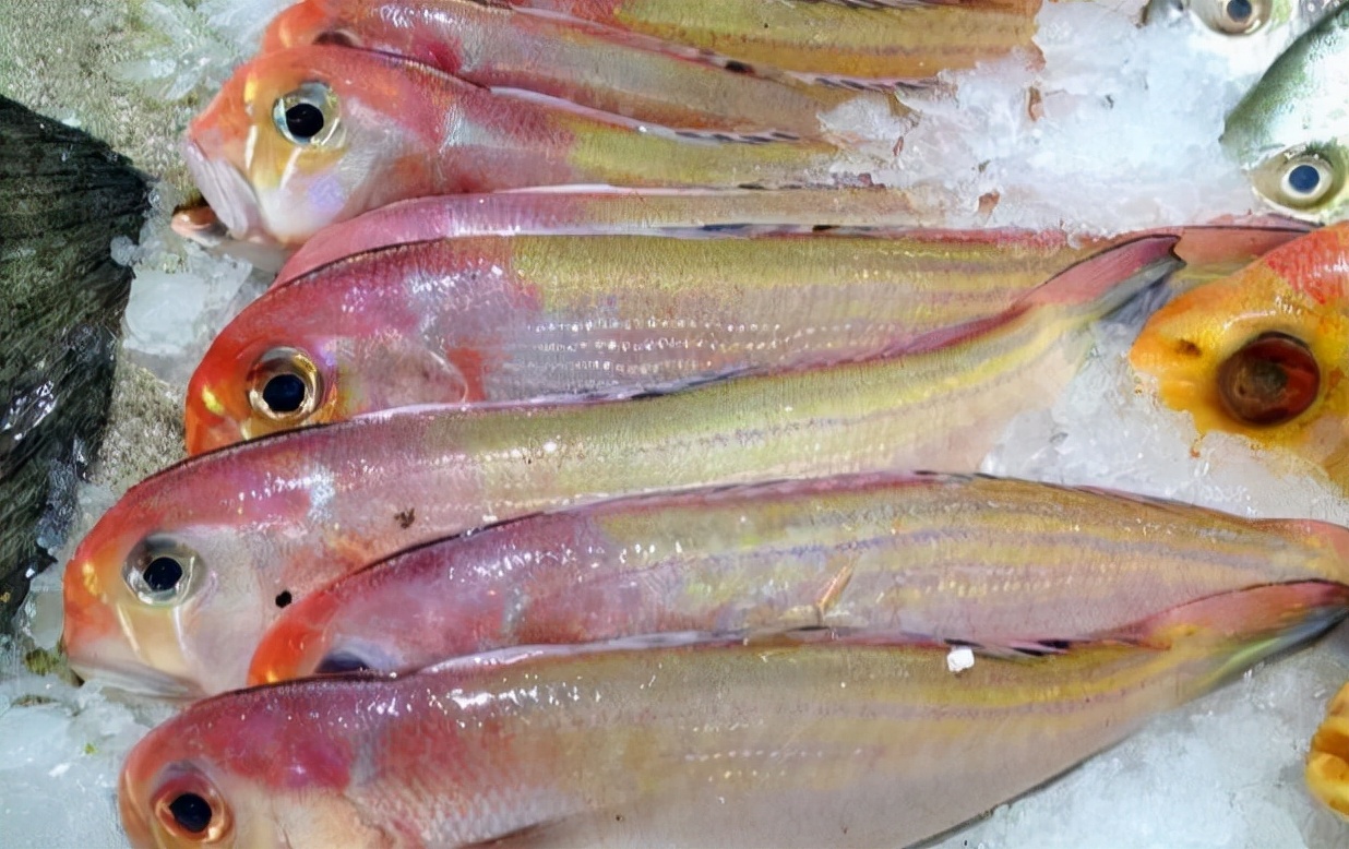 The 50 most common edible fish, don't say you don't know, take a good ...