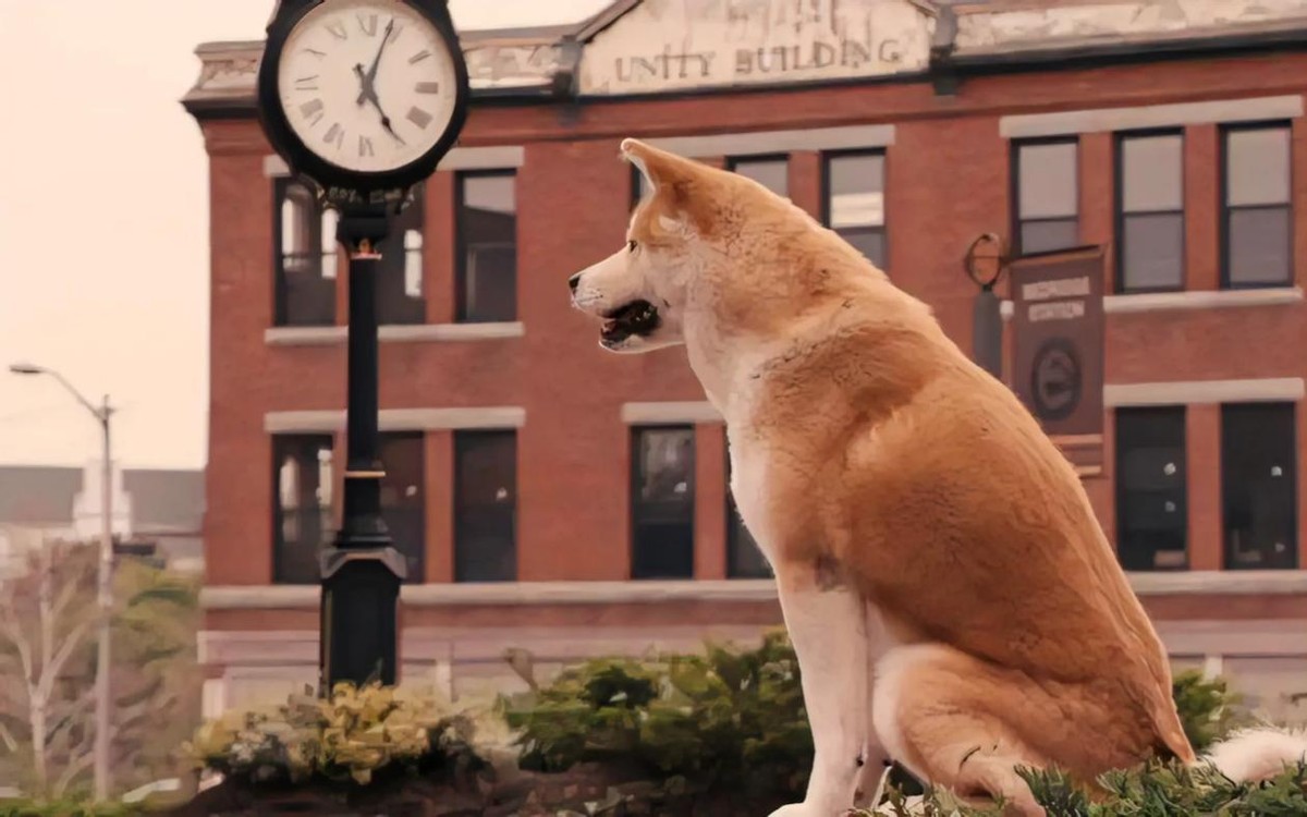 How does the plot and structure of the movie Hachiko shape the film's