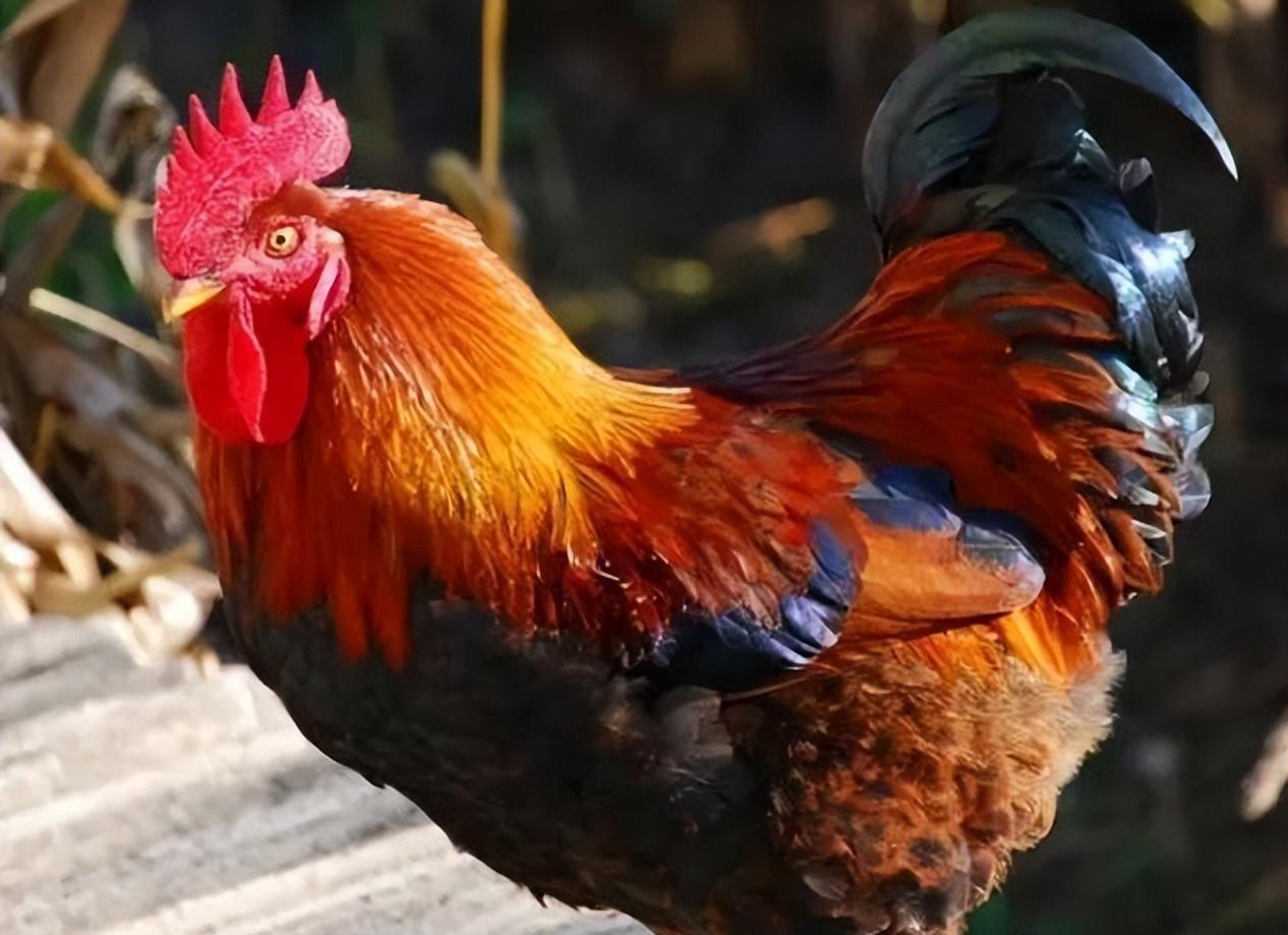 How does the rooster know the time, and why does it crow on time every