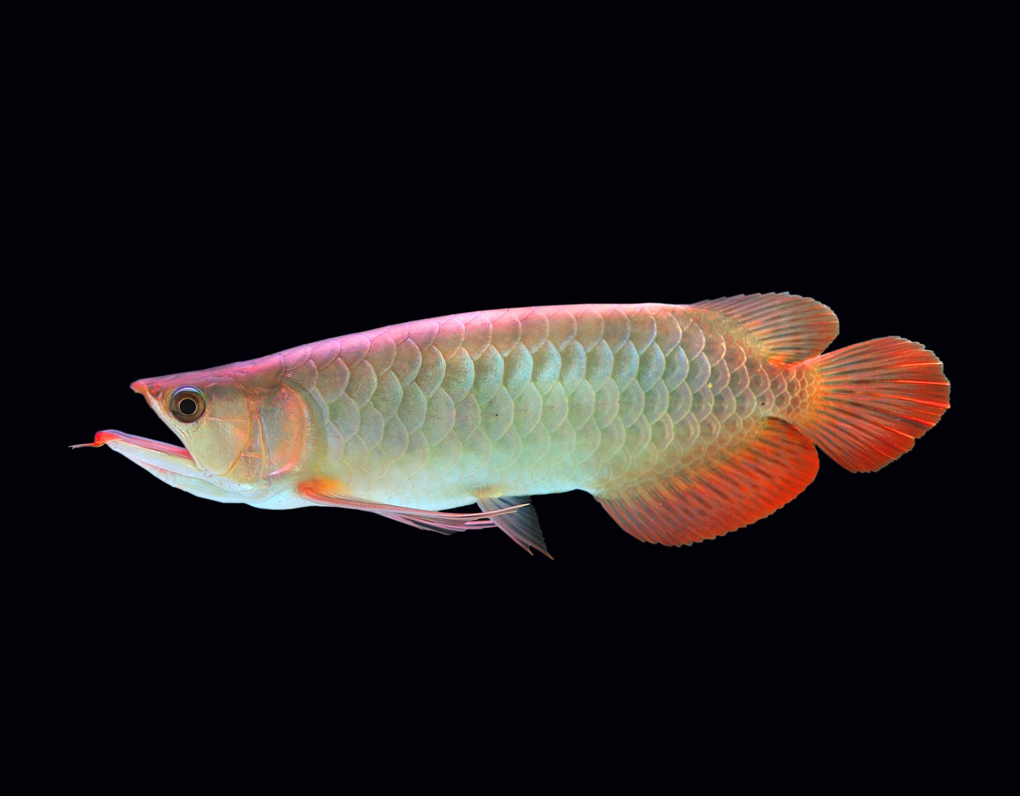 Arowana Feeding Guide Correct selection of bait to ensure the growth