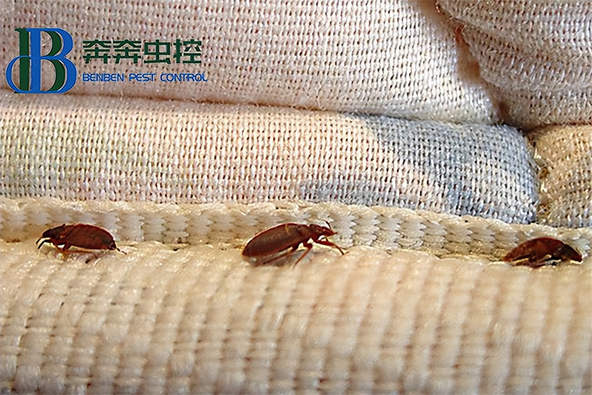 What are the causes of bed bugs in homes? How to prevent it? iMedia