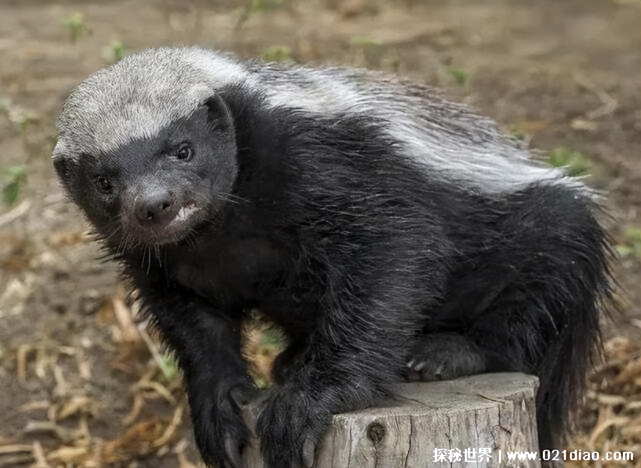 What kind of animal is Pingtouge? It's a honey badger (the most ...